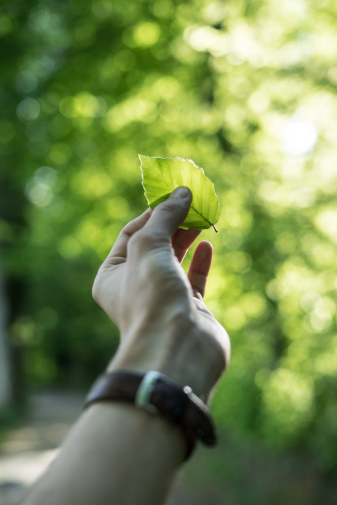 hand holding green leaf with sun shining on it